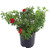 Flower Carpet Roses - Rosa Scarlet (Rose) Rose, red-double, #2 - Size Container