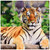 3drose Siberian Tiger Wall Clock, 10 by 10-Inch