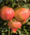 9EzTropical - Ambrosia Pomegranate Fruit Tree Live Plant - 2 to 3 Feet Tall - Ship in 1 Gal Pot