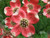 Cherokee Chief Red Flowering Dogwood Tree - Live Plant Shipped 2 to 3 Feet Tall by DAS Farms