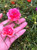 500 Mixed Color Moss-rose Purslane Double Flower Seeds for planting (Portulaca grandiflora), heat tolerant ,easy growing 500 Mixed Color Moss-rose Purslane Double Flower Seeds for planting (Portulaca grandiflora), heat tolerant ,easy growing