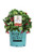 Bushel and Berry - Rubus Raspberry Shortcake (Thornless Raspberry) Edible-rubus, Red Raspberry, #2 - Size Container