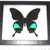 BicBugs Papilio paris blue green butterfly Indonesia