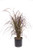 AMERICAN PLANT EXCHANGE Purple Fountain Grass Live Plant, 3 Gallon, Indoor/Outdoor Air Purifier