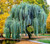 Weeping Willow Tree Cuttings to Plant - Fast Growing Trees - Beautiful Arching Canopy - Popular asBonsai (32 Weeping Willows)