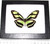 Philaethria Dido Recto Real Framed Butterfly Green Peru