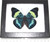 Panacea prola Real Framed Butterfly Blue Green Peru