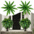 Growhabity Ferns,Uv Resistant Lifelike Artificial Boston Fern,Artificial Boston Ferns for Outdoors,Uv Resistant Artificial Outdoor Plants,Artificial Ferns for Outdoors Large (4pcs-72 Pieces)