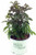 Plants That Work - Sambucus racemosa Black Tower (Elderberry) Shrub, black foliage with pink flowers, #3 - Size Container