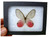 Framed Pink Glasswing Butterfly Riker Mount (4" x 3") - Hanger on Back