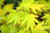 Aureum Golden Full Moon Japanese Maple 2 - Year Live Plant