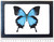 Papilio ulysses blue black butterfly Indonesia FRAMED