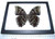 Morpho deidamia Verso Real Framed Butterfly Peru