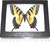 Papilio Glaucus Female Real Framed Butterfly Black Blue Yellow