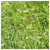 - 1 Lb Blue Grama Native Grass Seeds - Gold Vault