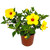 Yoder Yellow Hibiscus Bush with Red Throat - 22" to 26" Overall Height - Large Live Hibiscus Plant - (Plant)