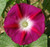 Scarlett O'Hara Morning Glory - Ipomoea Nil - 30 Seeds, 2 Grams - B122