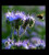 Purple Tansy 200 - 2000 Seeds Fiddleneck Lacy Phacelia Flower Nectar Rich Bulk (200) Purple Tansy 200 - 2000 Seeds Fiddleneck Lacy Phacelia Flower Nectar Rich Bulk (200)