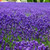 1000 True English Lavender Seeds Lavandula angustifolia Herb - Fresh Seeds - Non-GMO