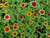 75 Mixed Colors PERSIAN CARPET ZINNIA Zinnia Haageana Flower Seeds