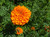 Heirloom African Crackerjack Marigold Seeds - Tagetes erecta - B244 (600 Seeds, 2 Grams)