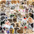 Cute Cat Stickers for Teens Adults Kids, 50Pcs Water Bottles Laptop Phone Computer Guitar Skateboard Waterproof Vinyl Sticker Aesthetic Trendy Decals for Girls Women Cat Lovers