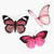 Pink Butterflies Sticker Bumper Sticker Vinyl Decal 5"