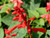 400 SCARLET SAGE (Lady-In-Red Salvia / Blood Sage / Red Texas Sage) Salvia Coccinea Flower Seeds