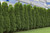 50 American Arborvitae Tree Seeds | Giant Thuja Tree, Thuja occidentalis | Privacy or Landscaping Tree