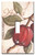 Single Gang Toggle Wall Plate - Apples