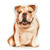 Cushion Co - English Bulldog Shaped Pillow 16" x 12"