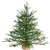 Vickerman Unlit Carmel Pine Artificial Christmas Tree Artificial Pine Cones Comes in Burlap Base, 24"