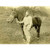 Wee Blue Coo Vintage War WWI UK Gas Mask Soldier Horse Cavalry Weird Unframed Wall Art Print Poster Home Decor Premium