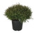 Mr. Bowling Ball Arborvitae - Thuja OCC. Mr. Bowling Ball - 3 Gallon