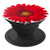 Cute Red Daisy Flower On White So Pretty Red Flower - PopSockets Grip and Stand for Phones and Tablets