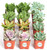 Shop Succulents | Assorted Collection of Live Succulent Plants, Hand Selected Variety Pack of Mini Succulents | Collection of 12