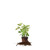 Perfect Plants Chicago Hardy Fig Tree Live Plant, 1 Gallon, Includes Care Guide