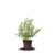 Perfect Plants Becky Blue Blueberry Live Plant, 1 Gallon, Includes Care Guide