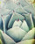 Cactus Photograph Nature photography Desert 8x10 inch print