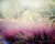 Desert photo nature photography cactus picture 8x10 inch print