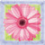 Amscam 8 Count in Bloom Square Plates, 7", Multicolor