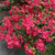 Cottage Hill Azalea 'Sunglow' - 1 Piece Live Plant Pink Blooms