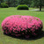 Cottage Hill Floramore Azalea 'Pink' - 1 Piece Live Plant Blooms