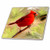3dRose ct_4442_2 Red Cardinal Ceramic Tile, 6-Inch