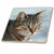 3dRose ct_16934_2 Tabby Cat Portrait-Ceramic Tile, 6-Inch
