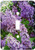 3dRose lsp_3139_1 Lilac Single Toggle Switch