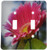3dRose LLC lsp_22385_2 New Growth Gerbera Daisy, Double Toggle Switch