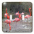 3dRose lsp_25785_2 Flamingos Iii Double Toggle Switch