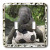 3dRose lsp_36485_2 Elephant Soccer Double Toggle Switch