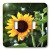 3dRose lsp_48787_2"Sunny Orange Sunflower - Double" Toggle Switch